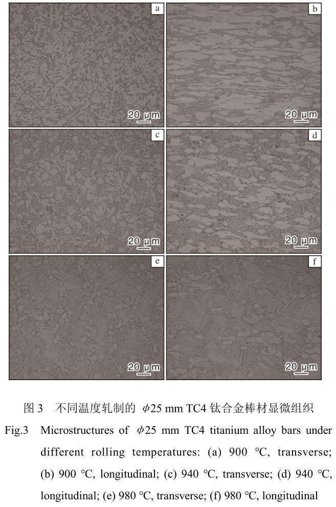 1708399186528800.jpg t3.jpg